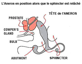 comment agit l'Aneros - fig1 comment agit l'Aneros - fig1