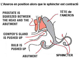 comment agit l'Aneros - fig2 comment agit l'Aneros - fig2