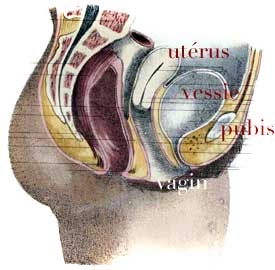 coupe sexe féminin