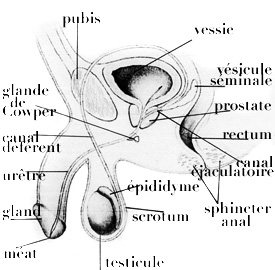 appareil génital masculin