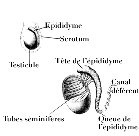 épididyme