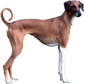 La levrette est une chienne /Image/img_articles/levrette/levrette.jpg