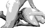 Levrette de base /Image/img_articles/levrette/levrette_base2.jpg